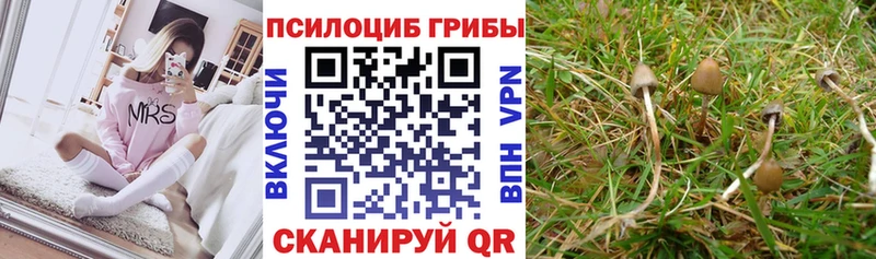 Купить закладки  Кудрово  Псилоцибиновые грибы Psilocybe 